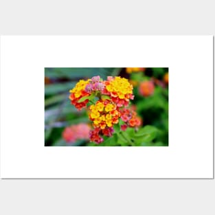 Lantana Clusters Posters and Art